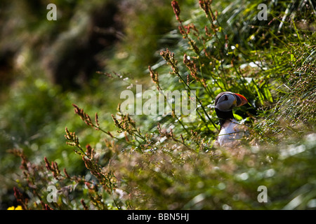 Papageientaucher in seinem natürlichen Lebensraum. Borgarfjörður Eystri, Island. Stockfoto