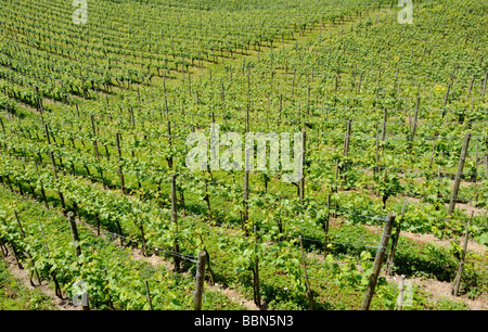 Reben, Weingut in Überlingen am Bodensee, Baden-Württemberg, Deutschland, Europa Stockfoto