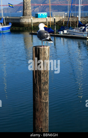 Möwe gehockt häufen, Marina, San Francisco Stockfoto