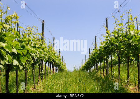 Weinbau, Weinberg in Überlingen am Bodensee, Baden-Württemberg, Deutschland, Europa Stockfoto