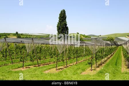 Birnen, Obstbau in Hagnau am Bodensee, Baden-Württemberg, Deutschland, Europa Stockfoto