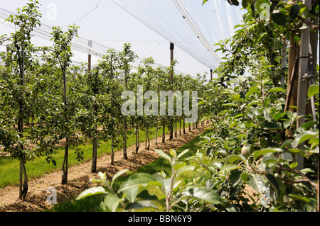 Birnen, Obstbau in Hagnau am Bodensee, Baden-Württemberg, Deutschland, Europa Stockfoto