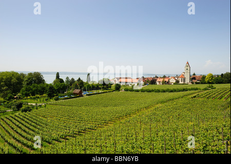 Weinbau, Weinberg in Hagnau am Bodensee, Baden-Württemberg, Deutschland, Europa Stockfoto