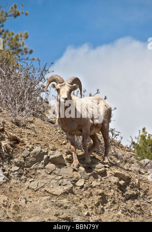 Colorado klar Creek Canyon Rocky Mountain Bighorn Schafe Ovis canadenis Stockfoto