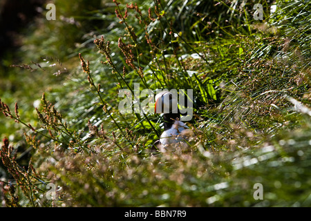 Papageientaucher in seinem natürlichen Lebensraum. Borgarfjörður Eystri, Island. Stockfoto