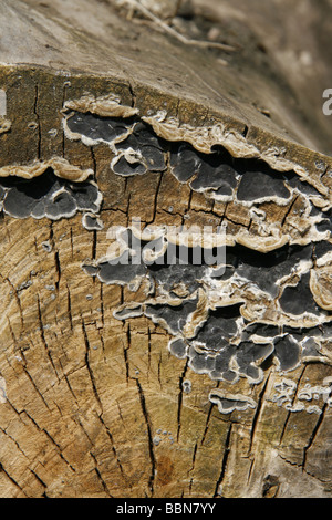 Muster und Pilze wachsen auf alten Baum-Stamm Stockfoto