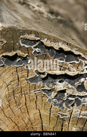 Muster und Pilze wachsen auf alten Baum-Stamm Stockfoto