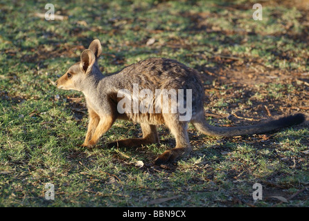 Zoologie/Tiere, Säugetier/Säugetier-, Känguru, black footed Rock Wallaby (Petrogale lateralis), Alice Springs Heavitree Gap, Australien, Additional-Rights - Clearance-Info - Not-Available Stockfoto