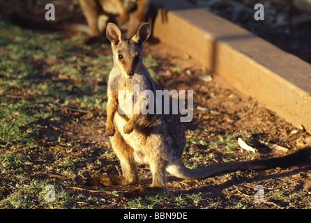 Zoologie/Tiere, Säugetier/Säugetier-, Känguru, black footed Rock Wallaby (Petrogale lateralis), Alice Springs Heavitree Gap, Australien, Additional-Rights - Clearance-Info - Not-Available Stockfoto