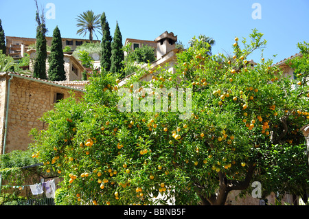 Orange Tree, Bergdorf Deia Deia Gemeinde, Mallorca (Mallorca), Balearen, Spanien Stockfoto
