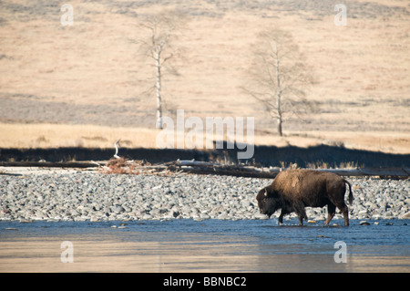 Buffalo River crossing Stockfoto