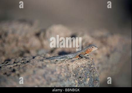 Lava Eidechse Microlophus Spp kann Punta Moreno Insel Isabela Galapagos Ecuador Pazifik Südamerika Stockfoto