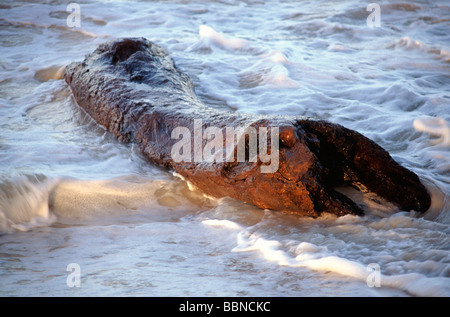 Baumstumpf an Strand gespült Stockfoto