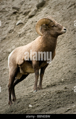RAM (Dickhornschafe) Yellowstone National Park, USA Stockfoto