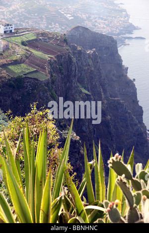 Blick auf terrassierten Weinbergen von Cabo Girao Madeira s höchste Klippe zweithöchste in der Wrold Stockfoto