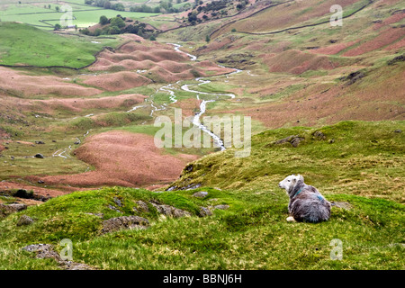 Ein Schaf, wenig Langdale Tal blicken. Entnommen aus Wrynose Pass. Der Lake District, Großbritannien Stockfoto