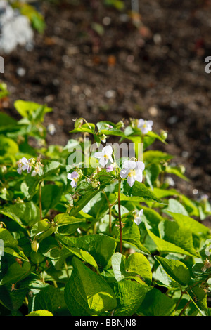 Kanada-Veilchen (Viola Canadensis) Stockfoto