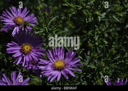 Herbst Aster-Hintergrund Stockfoto