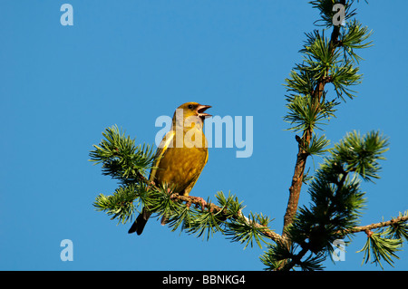 Europäischen Grünfink (Zuchtjahr Chloris) Stockfoto