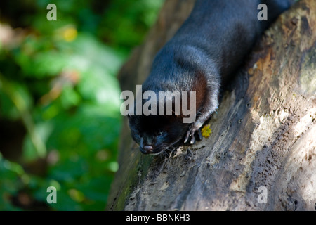 Nerz (Mustela Vison) Stockfoto