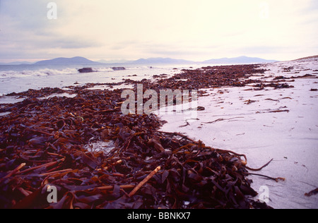 Brown Kelp nach einem Sturm an abgelegenen Strand gespült Stockfoto