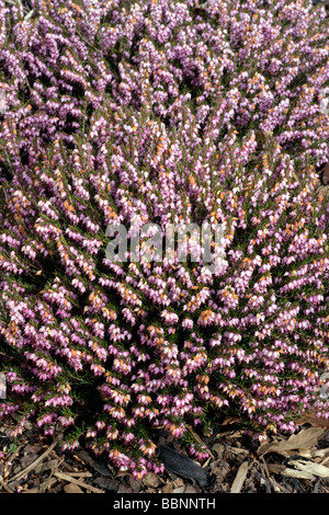 Heather Erica X darleyensis Ghost Hügel Garten Herkunft Stockfoto