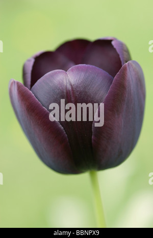 NAHAUFNAHME DER TULIPA KÖNIGIN DER NACHT TULPE Stockfoto