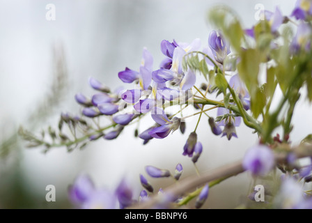 SOFT CLOSE-UP OF WISTERIA FLORIBUNDA DOMINO Stockfoto