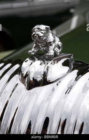 Automobilclubs verchromten Bulldog Maskottchen auf Vorderseite der 1950er Jahre Daimler Lanchester Oldtimer Stockfoto