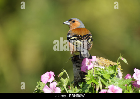 Buchfink Fringilla Coelebs männlichen thront auf eine alte Birke Log umgeben von rosa Geranien Blumen Stockfoto