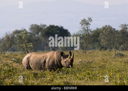 Black Rhinoceros Diceros Bicornis NAKURU Nationalpark Kenia Ostafrika Osten Stockfoto