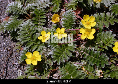 Silverweed Potentilla heisses Rosengewächse an der Spitze eines Strandes UK Stockfoto