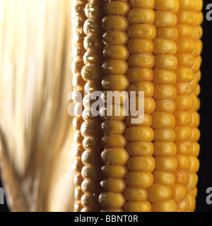 Ohr von Mais und Maiskolben Stockfoto