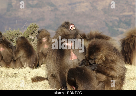 Afrika-Äthiopien-Simien Berge Gelada Affen Theropithecus Gelada den roten Fleck auf der Brust zu sehen Stockfoto