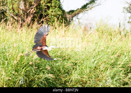 Afrika Äthiopien Lake Tana Goliath Heron Ardea Goliath im Flug Stockfoto