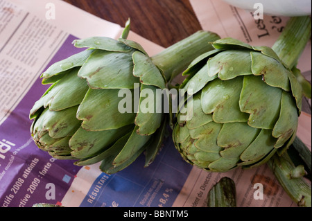 Frisches rohes Artischocke Cynara cardunculus Stockfoto