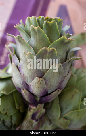 Frisches rohes Artischocke Cynara cardunculus Stockfoto