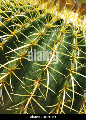 Großaufnahme, golden Barrel Cactus im Porträt Stockfoto
