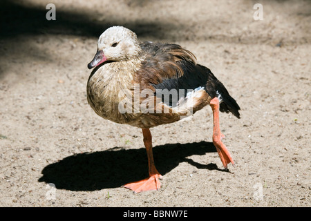 Orinoco Gans - Neochen jubata Stockfoto