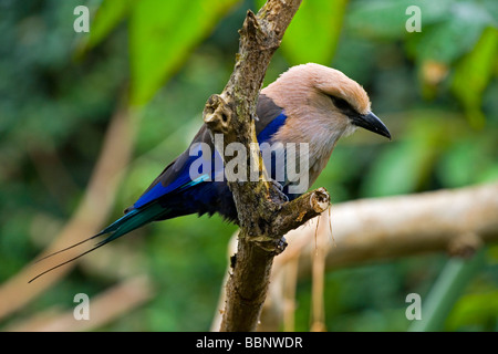 Die blau-bellied Roller, Coracias Cyanogaster ist Mitglied der Roller-Familie von Vögel, die aus dem Senegal nach Zaire züchtet Stockfoto