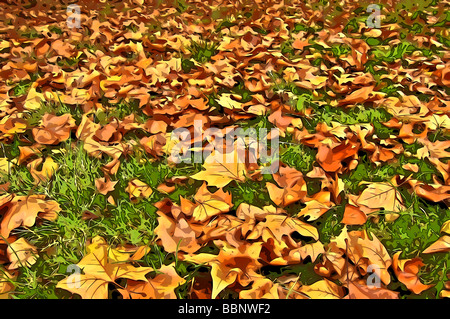 Cel-Shading-Abbildung des Herbstes Blätter auf Boden gefallenen Stockfoto