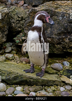 Humboldt-Pinguin Spheniscus Humboldti in den Küstengebieten von Chile und Peru um dem Humboldtstrom gefunden und nun gefährdet Stockfoto