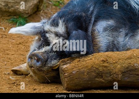 Die Kunekune ist eine kleine Hunderasse Hausschwein aus Neuseeland fotografiert schlafend neben einem Protokoll Stockfoto