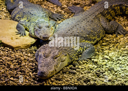 Die Zeichnungssammlung Krokodil, auch bekannt als mexikanische Krokodil, ein Krokodil gefunden nur in Süßgewässern von Mexiko, Belize und Guatemala Stockfoto