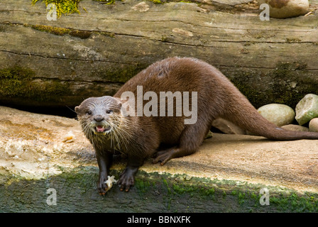 Otter Fisch zu essen, semi-aquatischen Säugetier Otter Unterfamilie Lutrinae gehört der Familie Mustelidae Stockfoto