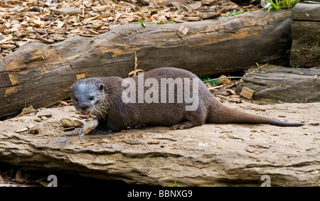 Otter Fisch zu essen, semi-aquatischen Säugetier Otter Unterfamilie Lutrinae gehört der Familie Mustelidae Stockfoto