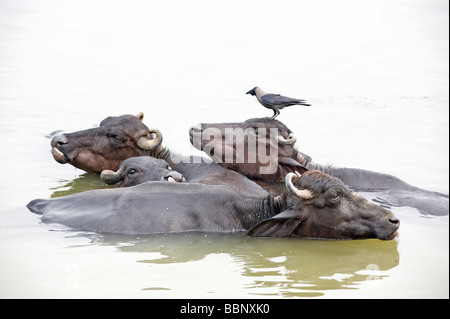 Colombo Crow und Wasserbüffel, die Abkühlung in den heiligen Fluss Ganges, Varanasi, Indien Stockfoto