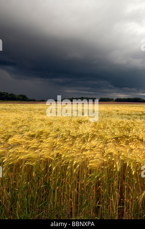 Ein Sturm über Feld der Gerste - Indre-et-Loire, Frankreich. Stockfoto