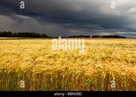 Ein Sturm über Feld der Gerste - Indre-et-Loire, Frankreich. Stockfoto