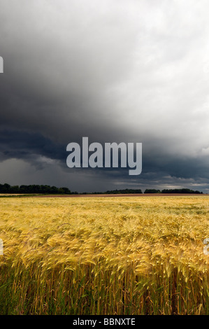 Ein Sturm über Feld der Gerste - Indre-et-Loire, Frankreich. Stockfoto